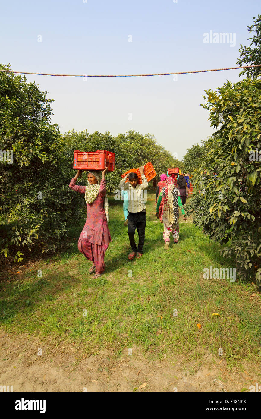 Männer und Frauen Orange Kommissionierer tragen schwere Kisten Obst durch ein Orangenhain im nördlichen Rajasthan, Nordindien. Stockfoto