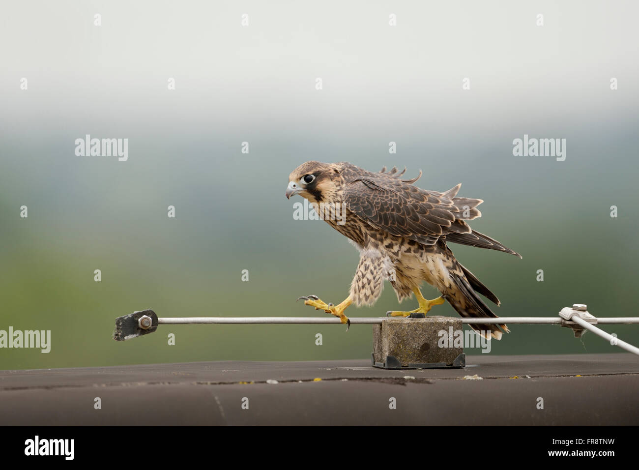 Wanderfalke (Falco Peregrinus), Jungvogel, herüber von der Dachkante eines hohen Gebäudes, balancieren auf Blitz-Ableiter. Stockfoto