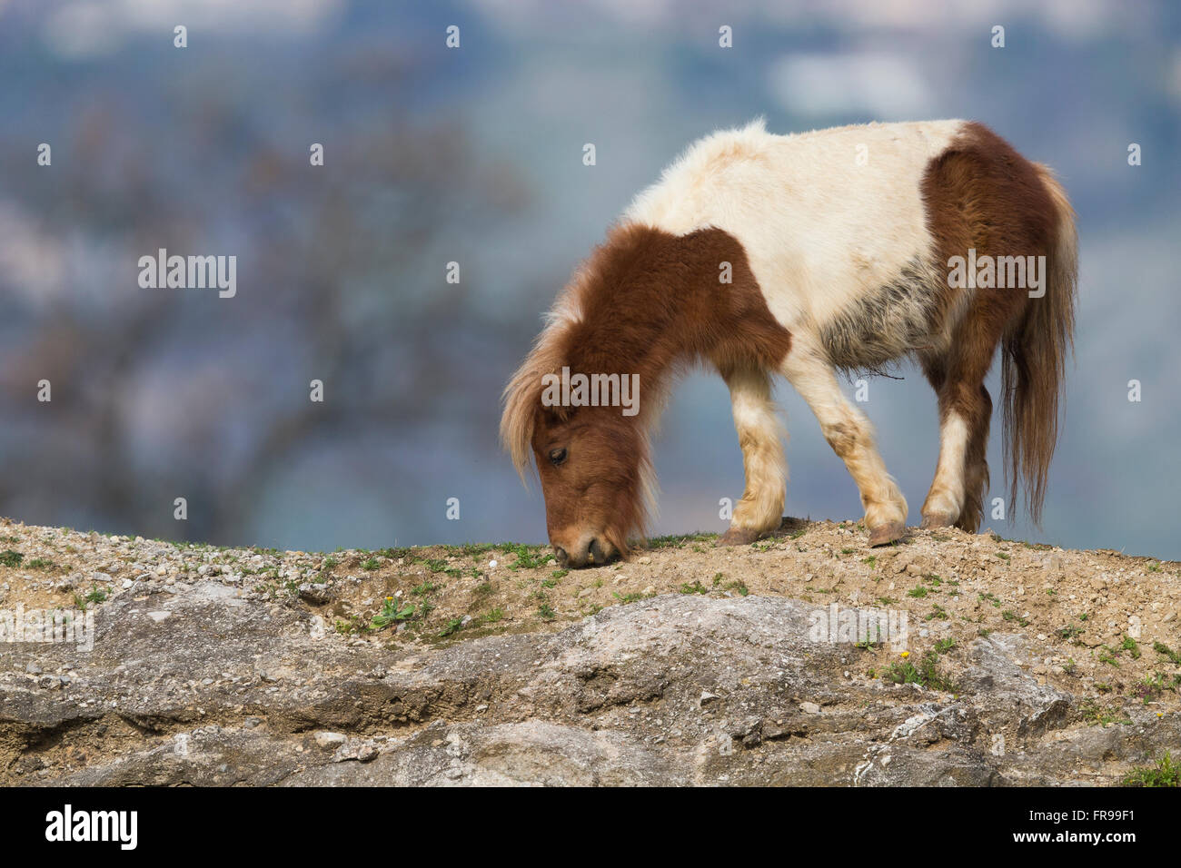 Pony (Equus Caballus), Fütterung an der Spitze eines Felsens, Montecorvino Rovella, Kampanien, Italien Stockfoto