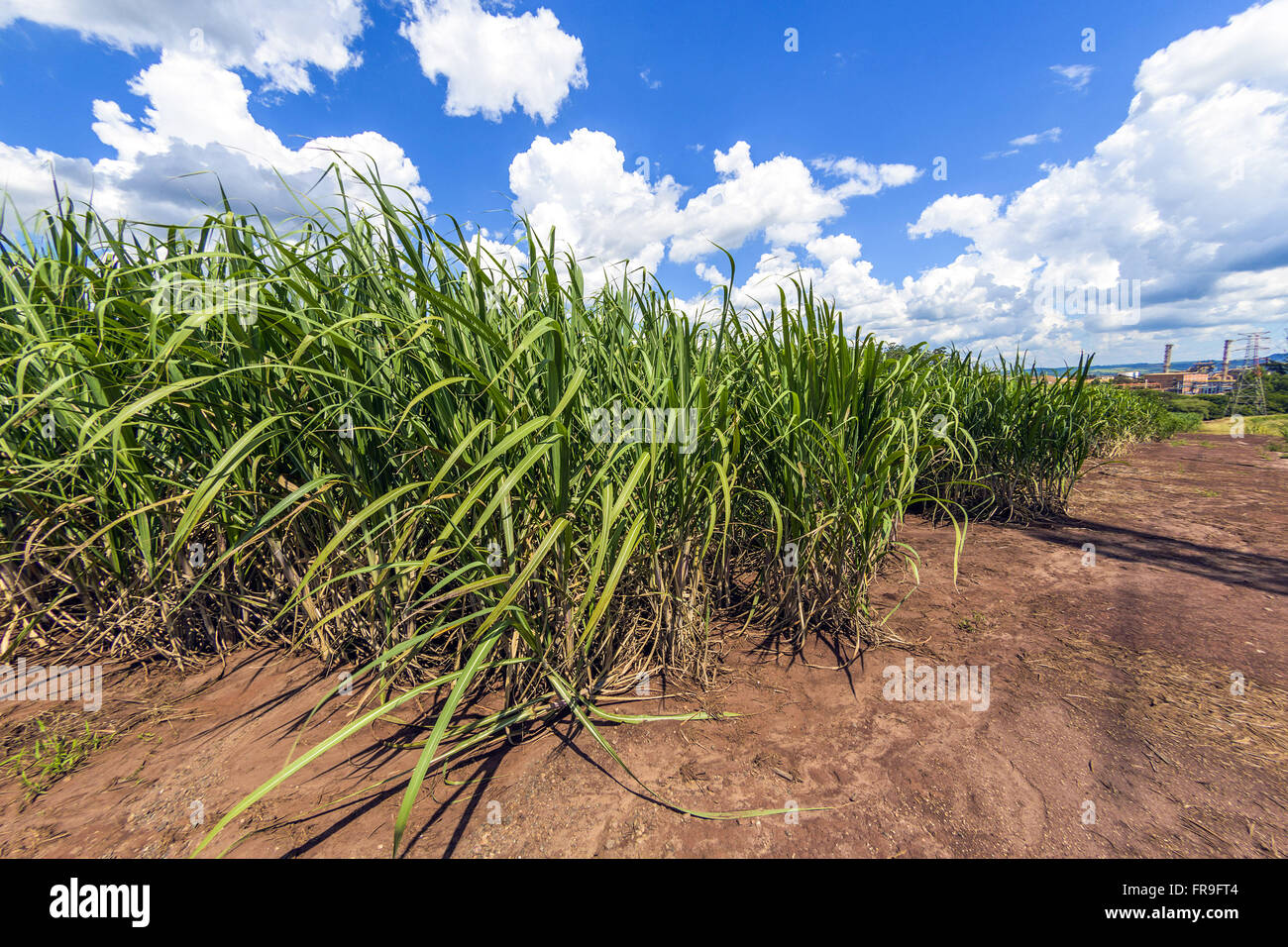 Zuckerrohr-Plantage mit Spiritusanlage im Hintergrund Stockfoto