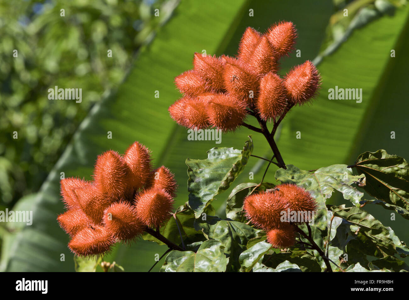 Reihe von Annatto - Bixa orellana Stockfoto