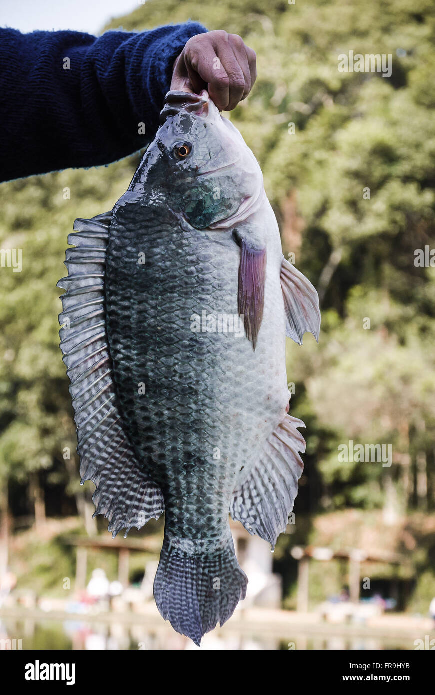 Mann hält Fisch Tilapia im Sportfischen Stockfoto