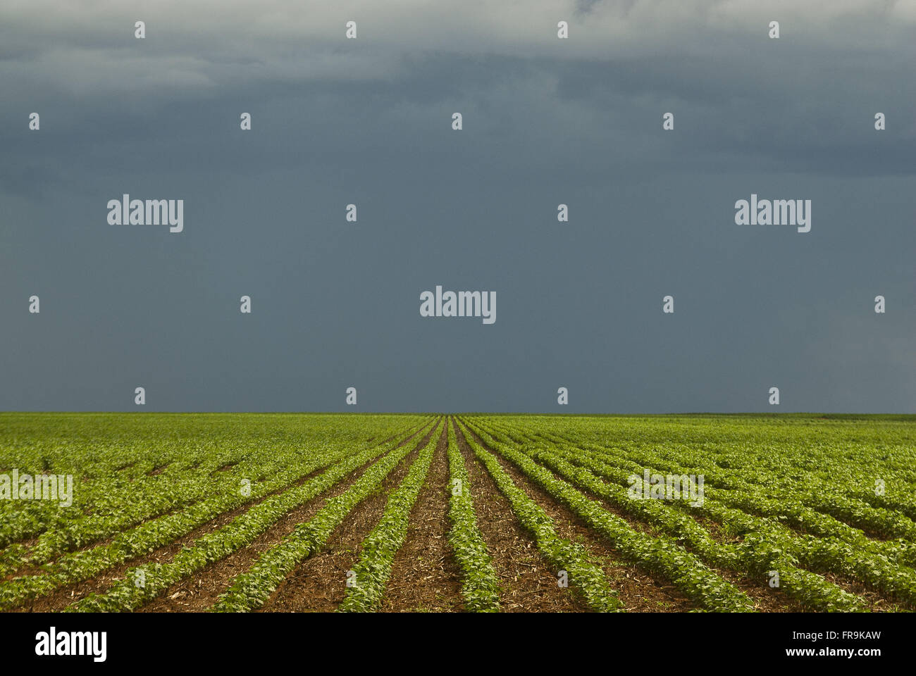 Baumwoll-Plantage ländlichen Gegend von Costa Rica - Mato Grosso do Sul Stockfoto