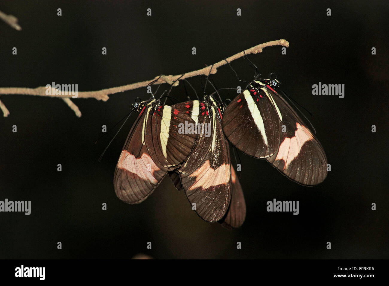 Schmetterlinge, genannt rot-braun oder Hahnenkamm - Heliconius Erato Phyllis Stockfoto