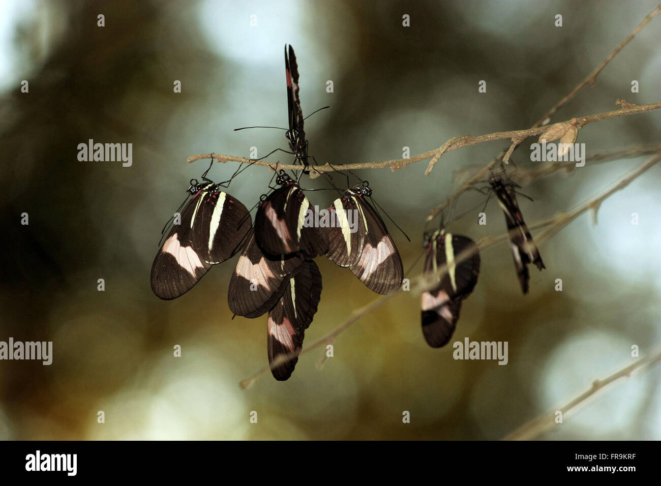 Schmetterlinge, genannt rot-braun oder Hahnenkamm - Heliconius Erato Phyllis Stockfoto