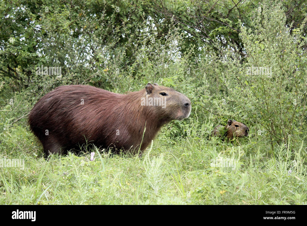 Capybara - Hydrochoerus Hydrochoerus - die ökologische Station Taim Stockfoto