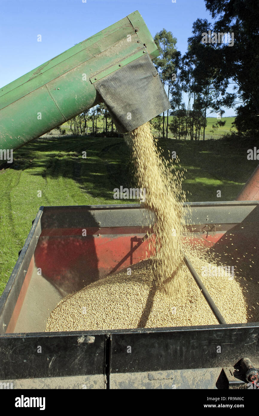 Kombinieren Sie Übertragung von Sojabohnen für Getreide Stockfoto