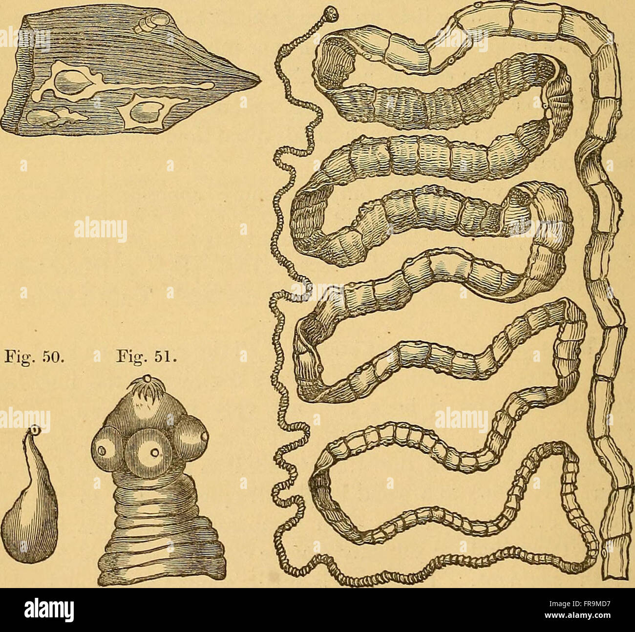 Die äußeren und inneren Parasiten (Mann und) Haustiere (1870) Stockfoto