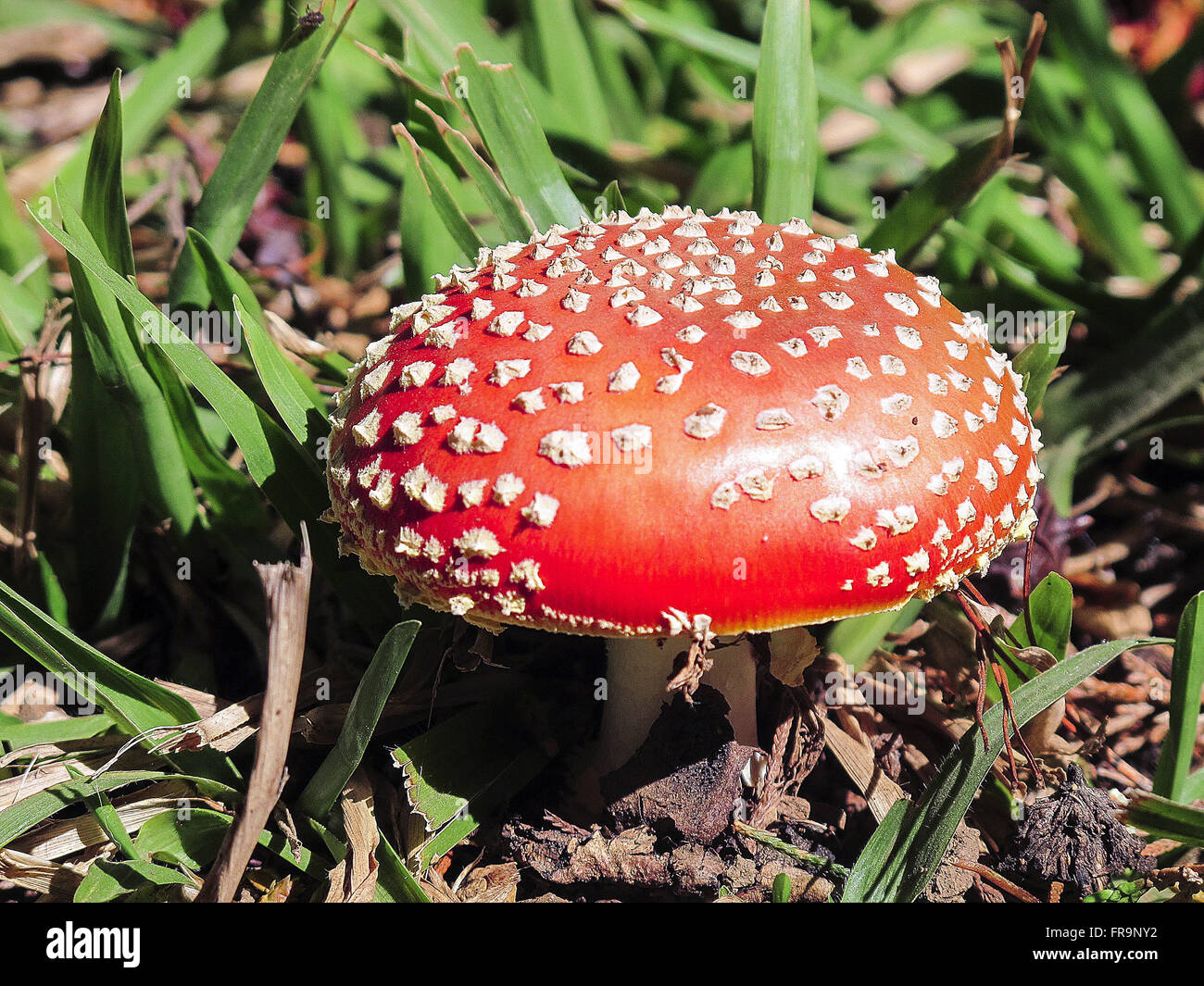 Roter Pilz mit weißen Flecken im Wald Stockfoto