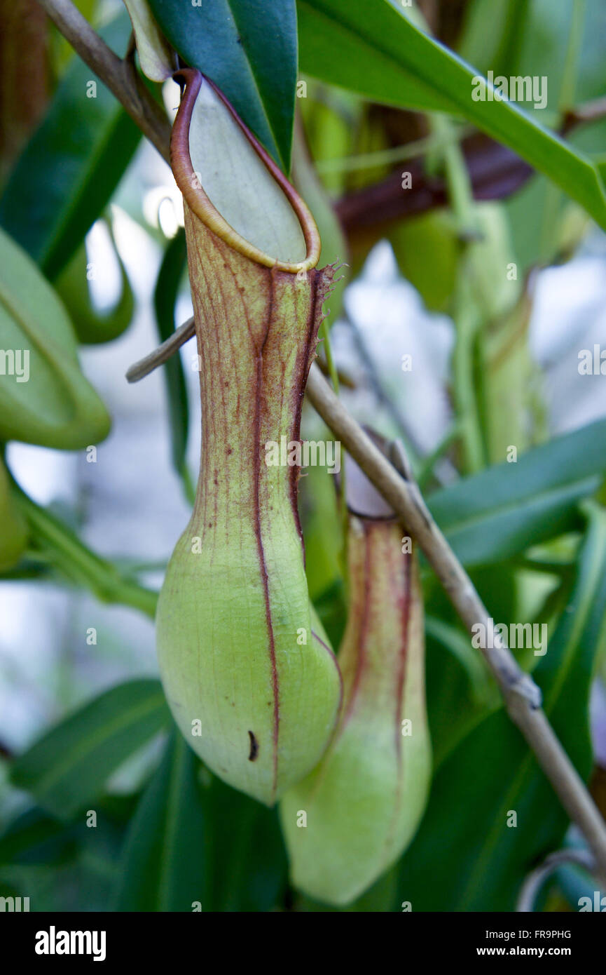 Insektenfressende Pflanze der Gattung Nepenthes - Nepenthaceae Familie - der Botanische Garten Stockfoto