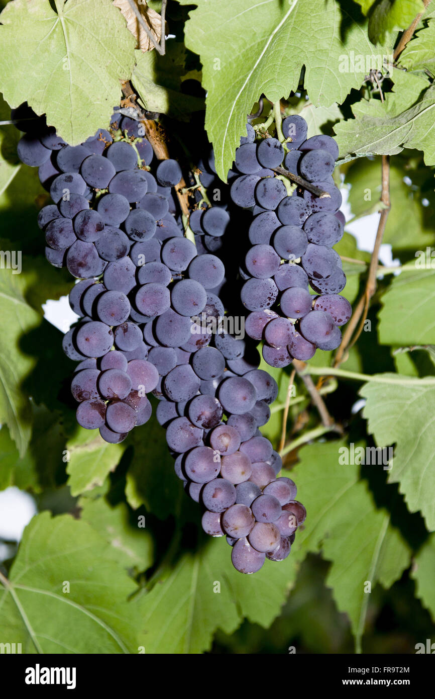 Pflanzung von Trauben für Weinproduktion - Cerrado region Stockfoto