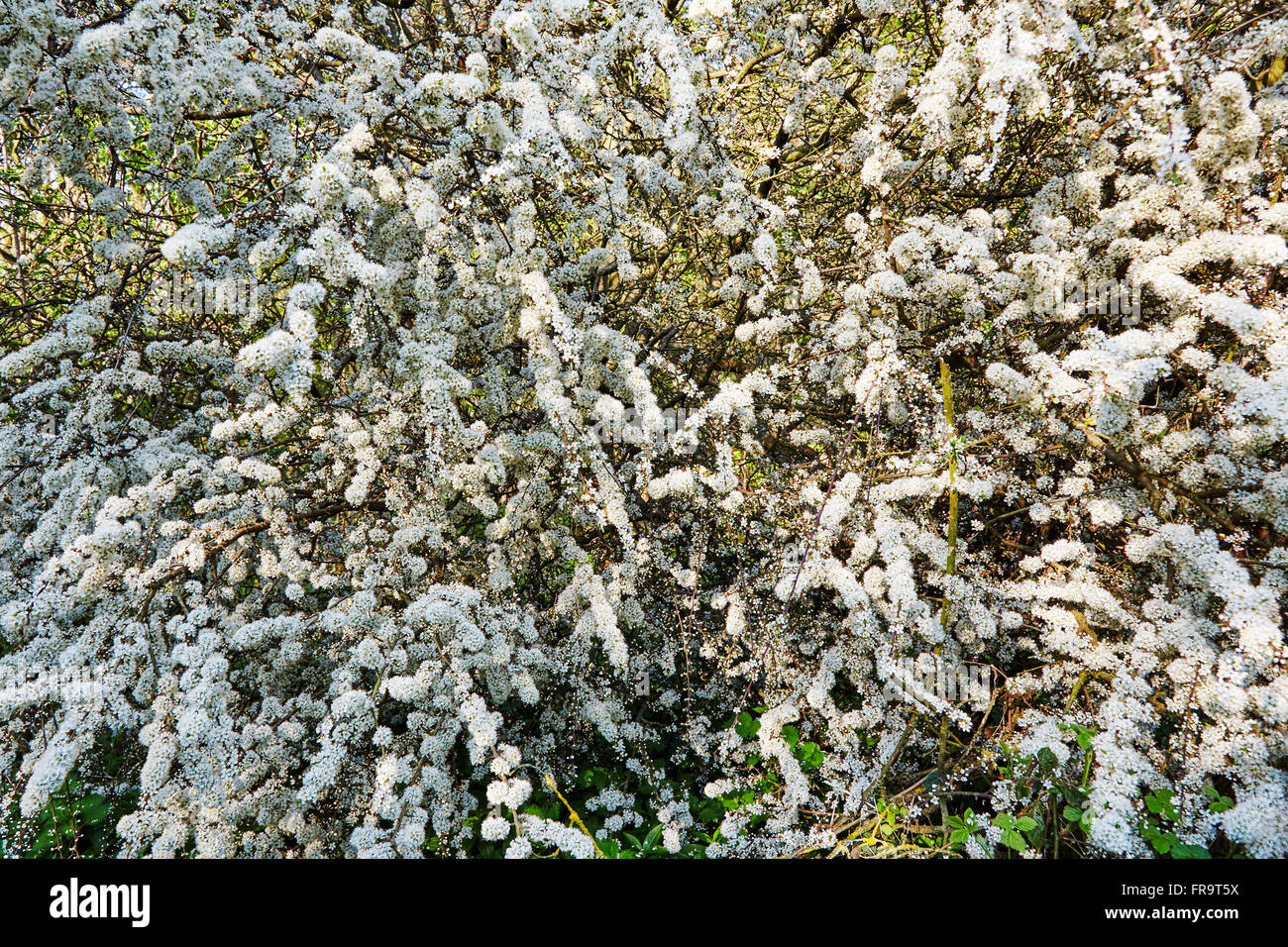 Weißdorn Baum blüht. Stockfoto