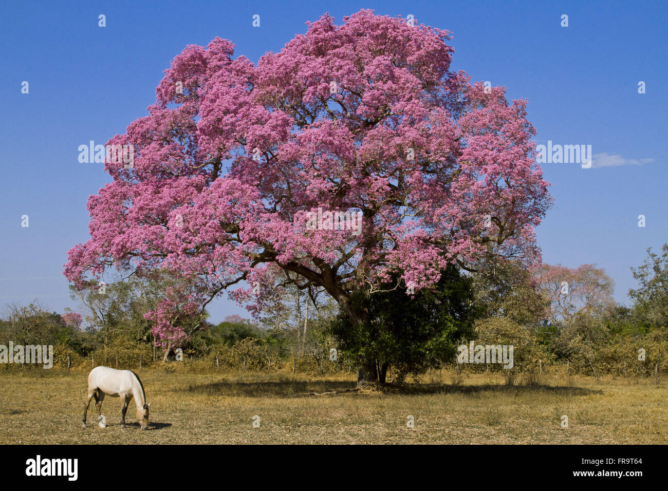 Pferde grasen und Baum-Ipe-lila Blüte im Pantanal - Tabebuia sp Stockfoto