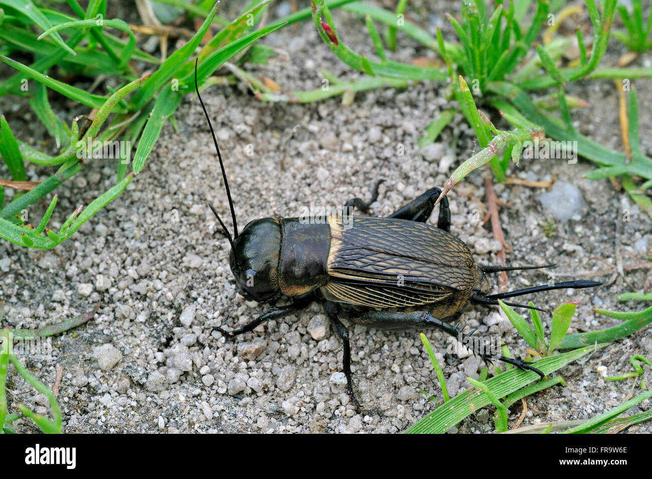 Field Cricket (Gryllus Campestris) weibliche zeigt Legebohrer für Eiablage Stockfoto