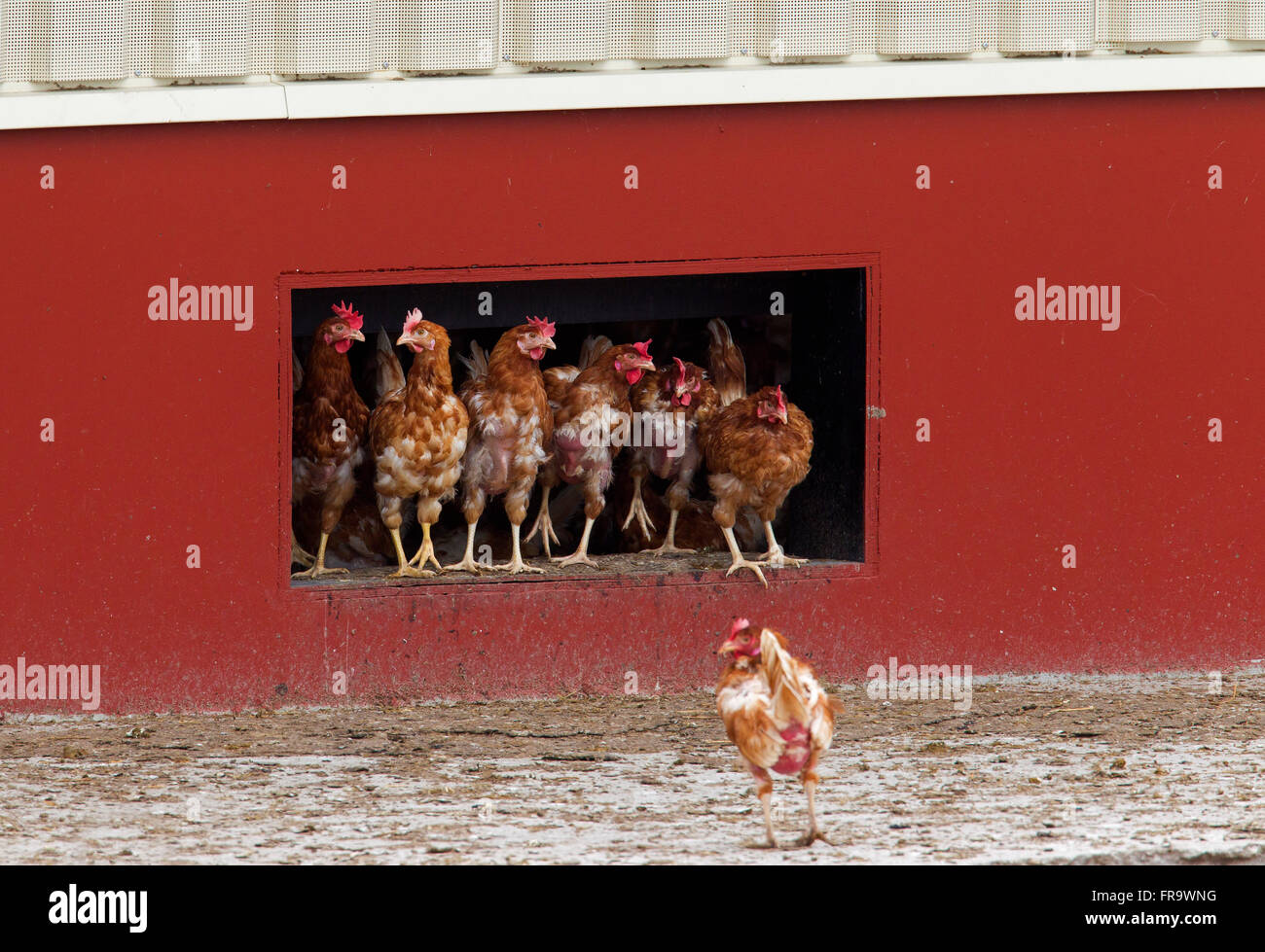Inländische Hühner (Gallus Gallus Domesticus), kommerzielle Freilandhaltung Hühner Hühnerstall zu verlassen Stockfoto