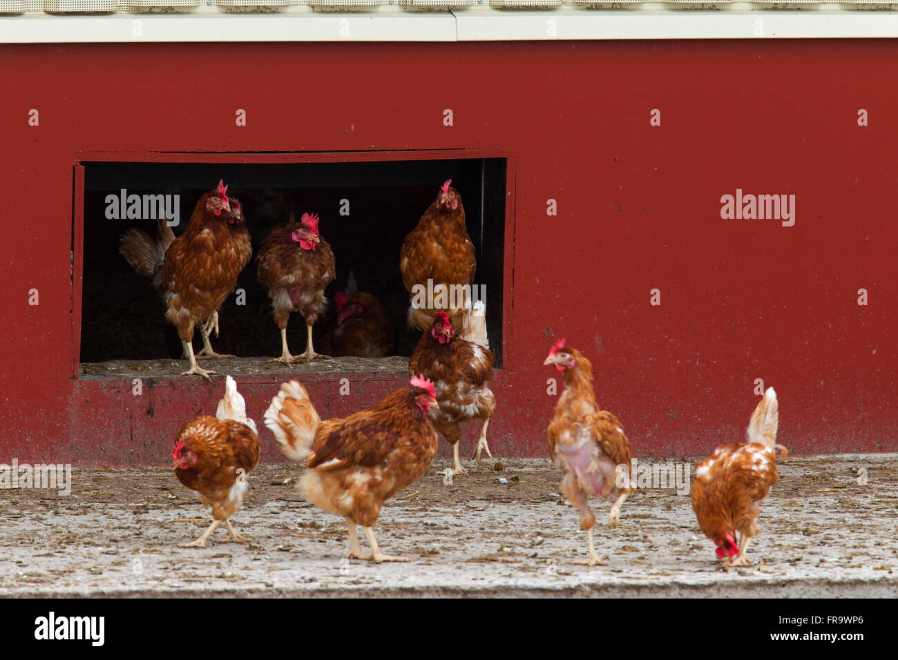Inländische Hühner (Gallus Gallus Domesticus), kommerzielle Freilandhaltung Hühner Hühnerstall zu verlassen Stockfoto