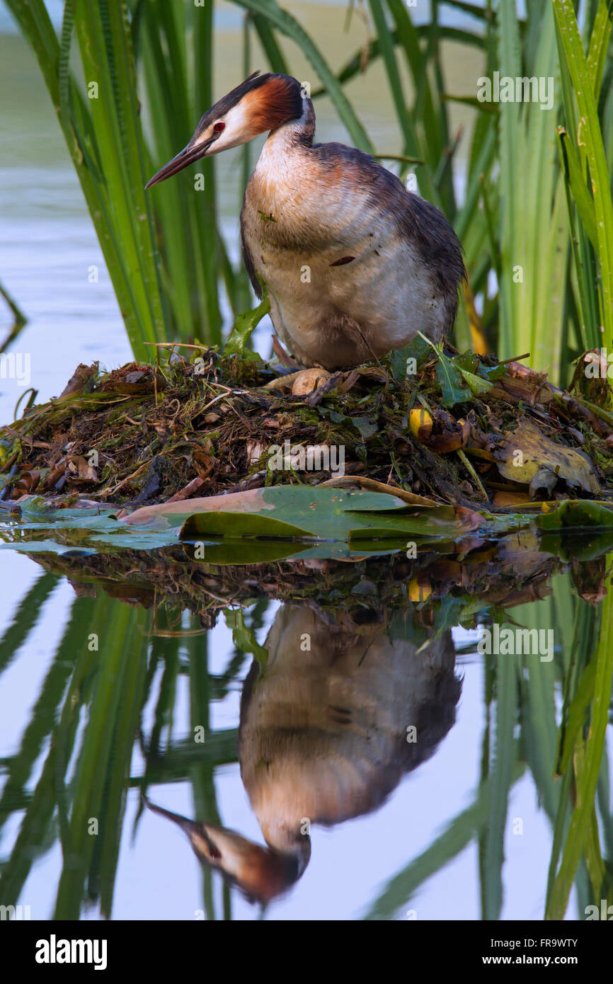 Great crested Grebe (Podiceps Cristatus) sitzen auf Nest zwischen Wasserpflanzen in See Stockfoto