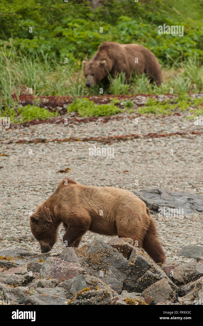 Ein Braunbär Sauen und Eber Futter für Lebensmittel entlang des Ufers in Kukak Bay, Katmai Nationalpark & Preserve, Alaska. Stockfoto