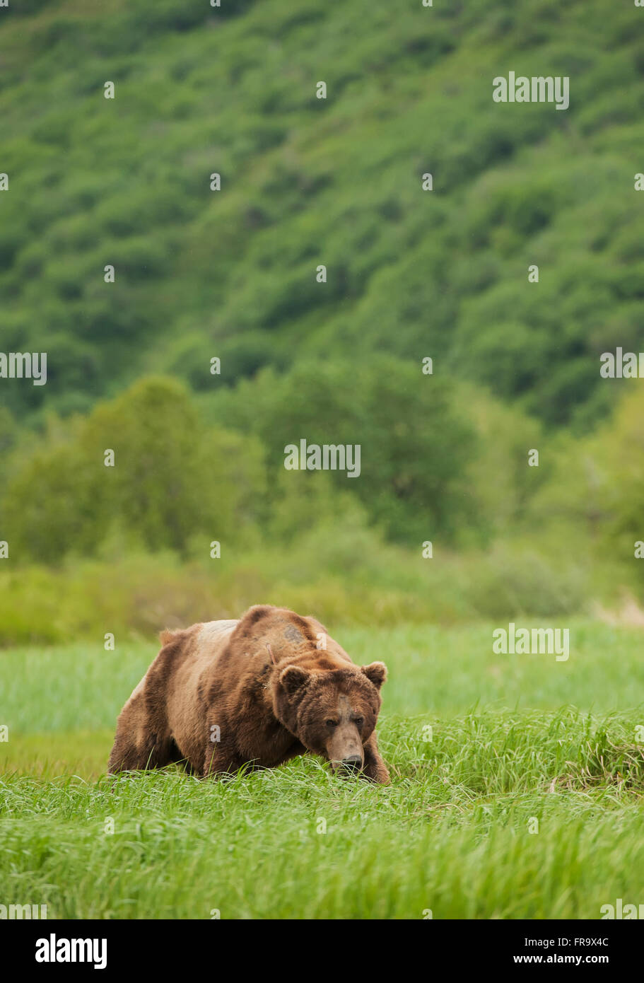 Ein Braunbär kampferprobt Wildschwein weidet in hohen Gräsern in Katmai Nationalpark & zu bewahren, Alaska. Stockfoto