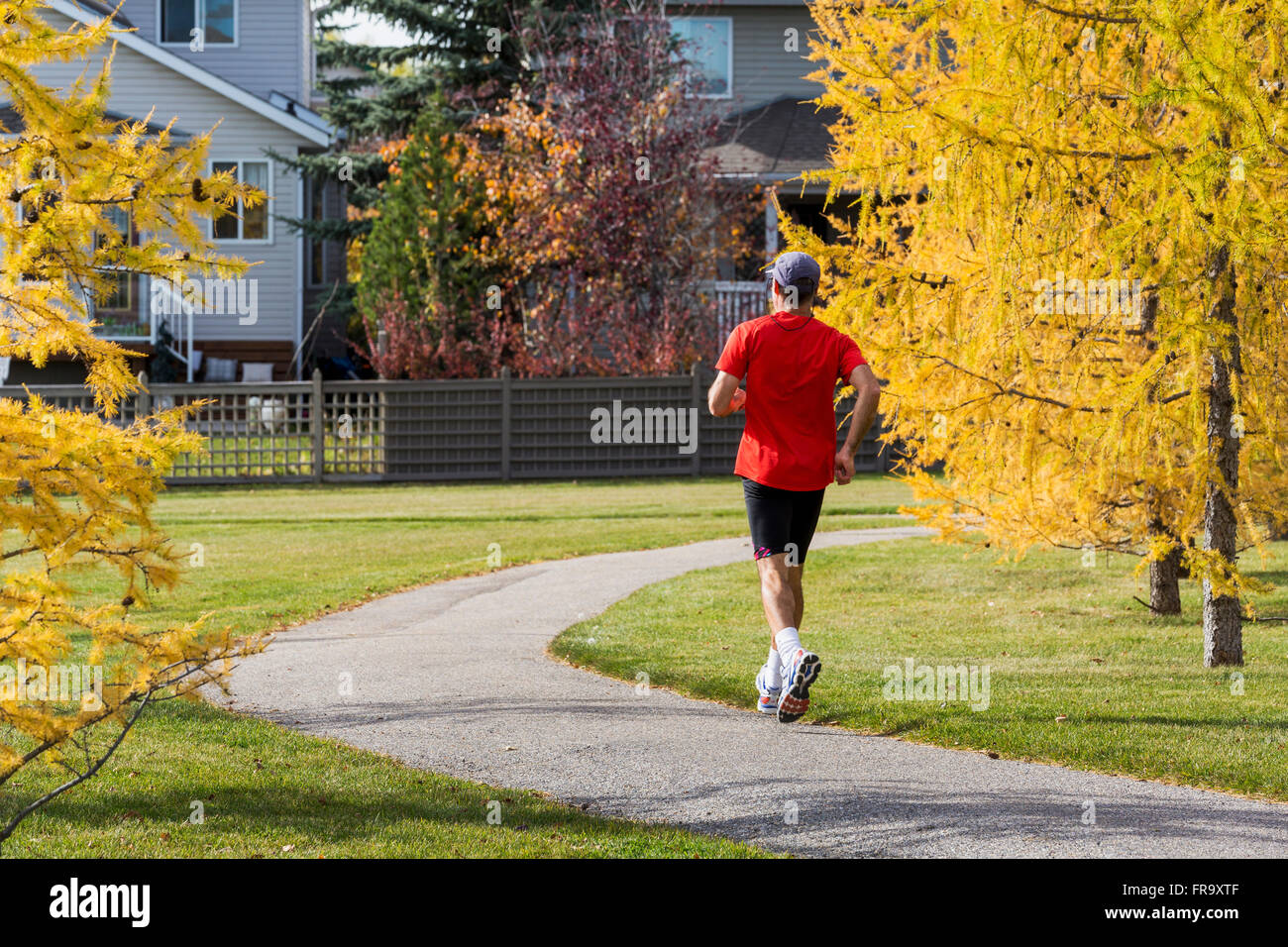 Männliche Jogger laufen Park Weg eine Nachbarschaft mit bunten Lärchen im Herbst und Häuser im Hintergrund; Calgary, Alberta, Kanada Stockfoto