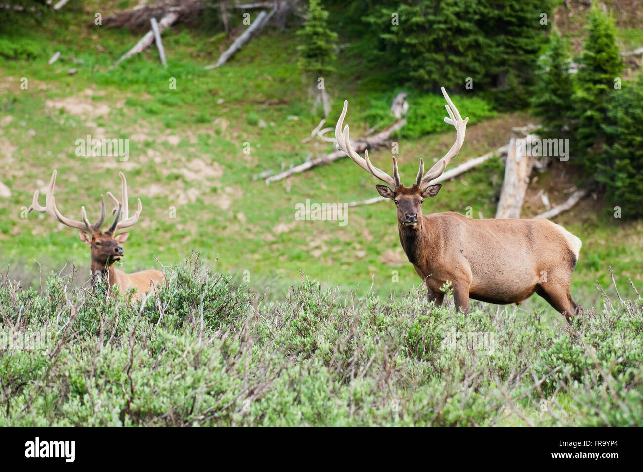 Ein paar der Stier Elche (Cervus Canadensis) Weiden in der Nähe von Timber Creek im Rocky Mountain National Park; Colorado, USA Stockfoto