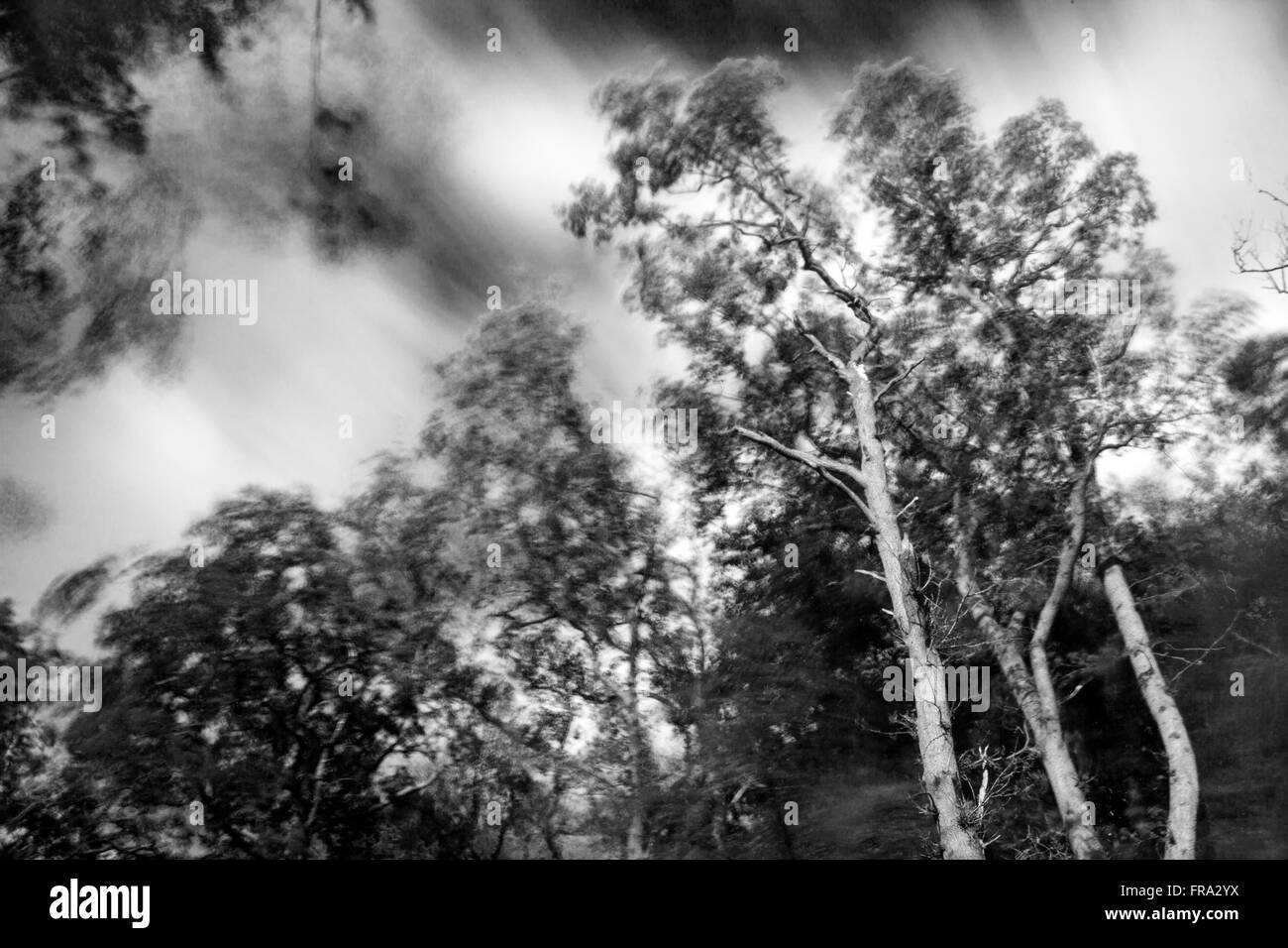 Geschlossenes Bild der Bäume weht im Wind Stockfoto