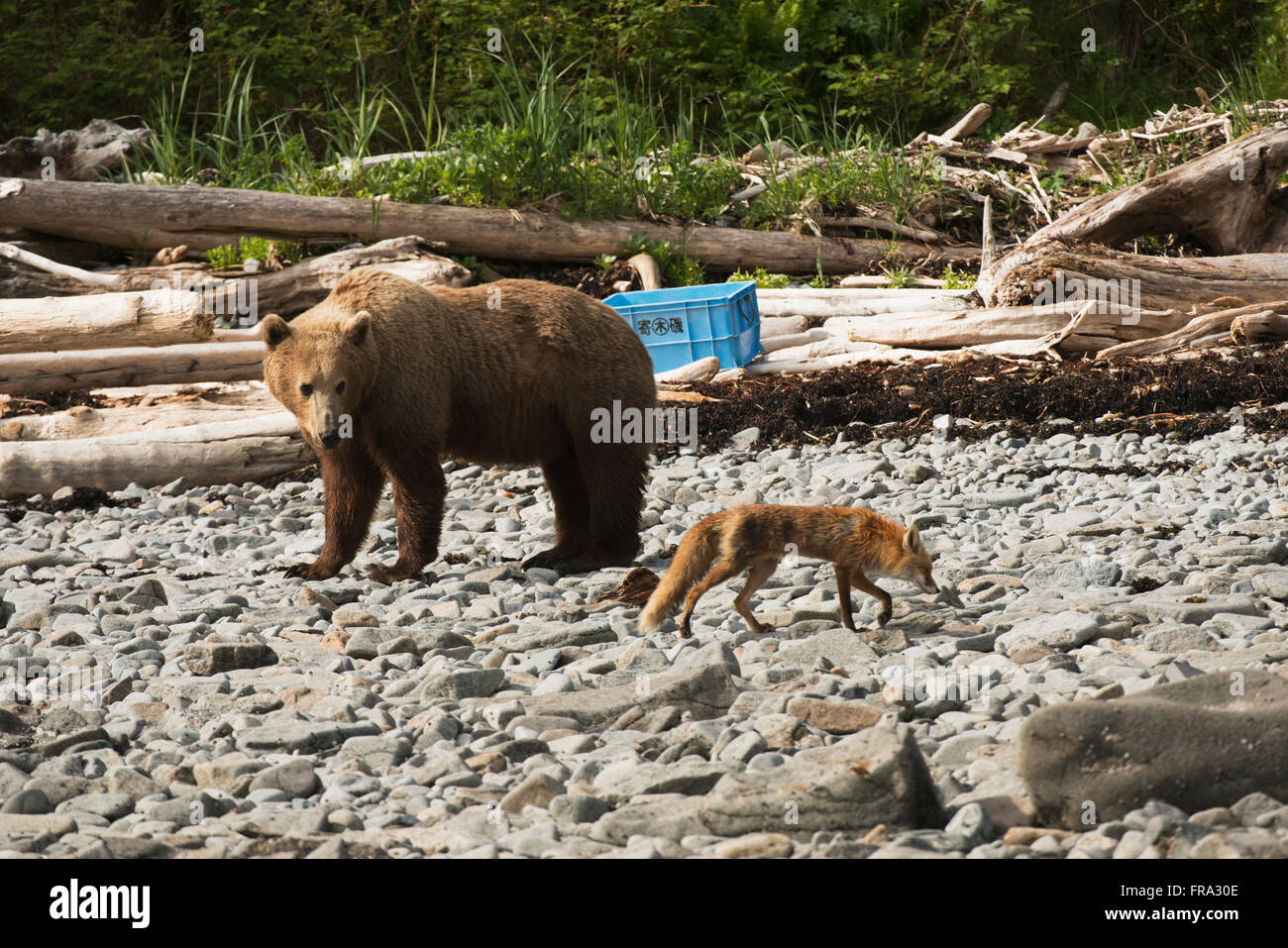 Ein junger Braunbär Wildschwein beobachtet ein Rotfuchs, vorbei an einem Strand, Kukak Bay, Katmai Nationalpark & Preserve, Alaska. Stockfoto