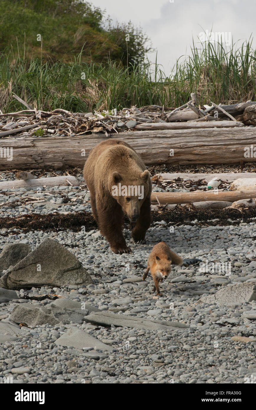 Ein junger Braunbär Wildschwein jagt ein junger Rotfuchs an einem Strand in Kukak Bay, Katmai Nationalpark & Preserve, Alaska. Stockfoto