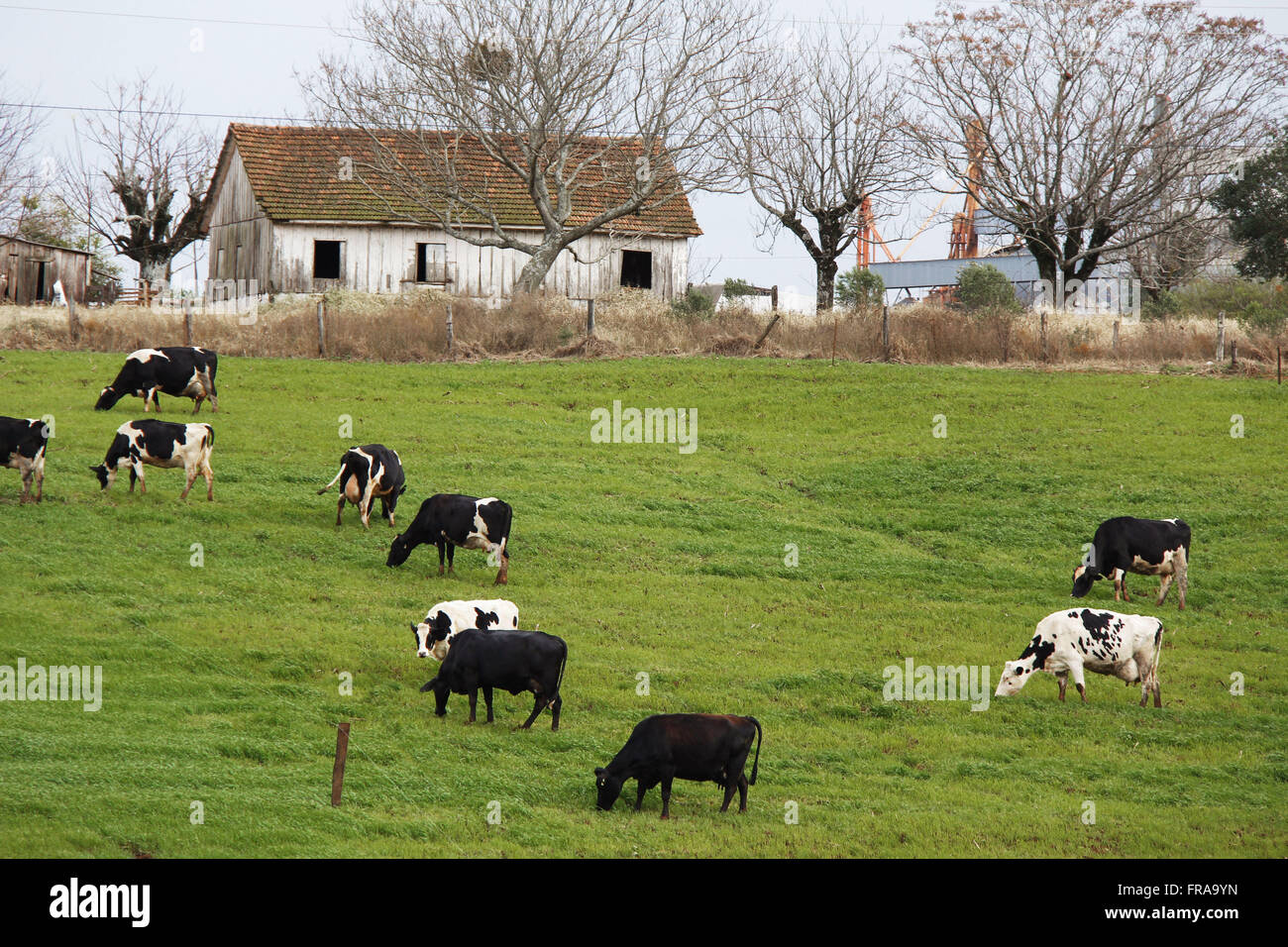 Holstein Kühe grasen auf kleinen Höfen Stockfoto