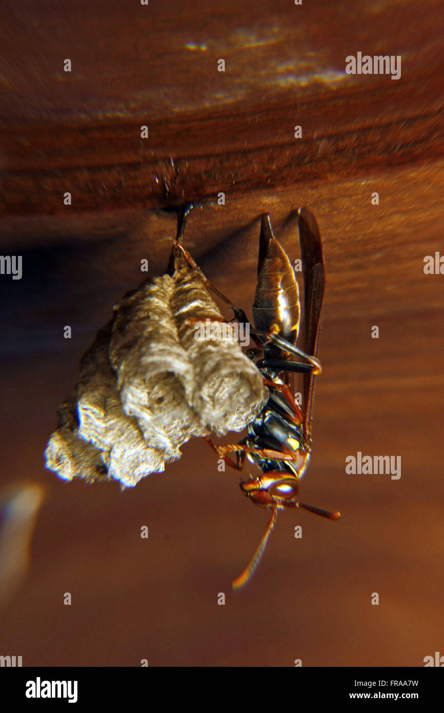 Wespe und Waben Schutz Futter verklebt Eiern im Holzhaus Stockfoto
