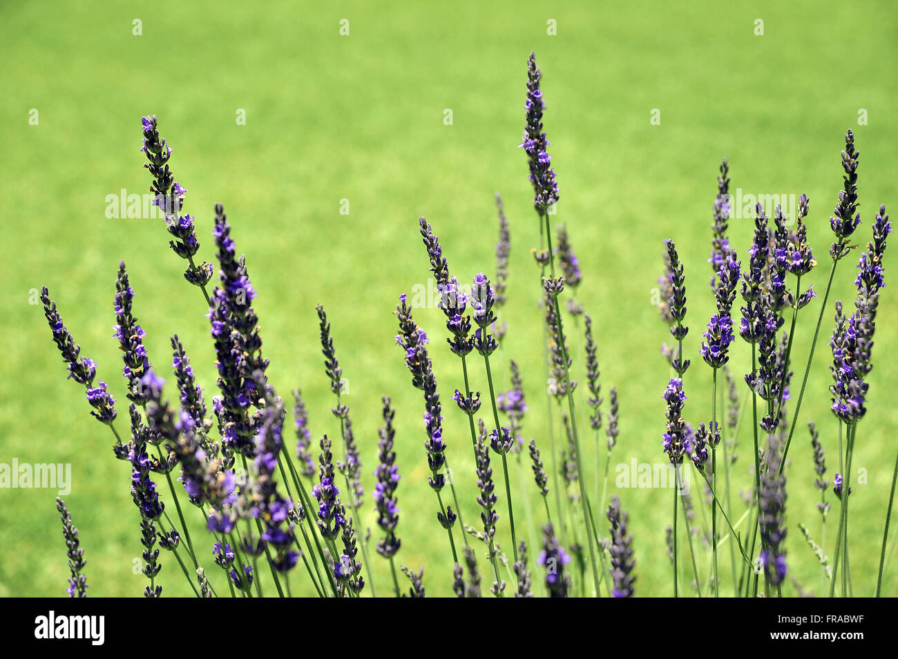 Detail der Lavandula Dentata im Le Garden - Park Lavendel Stockfoto