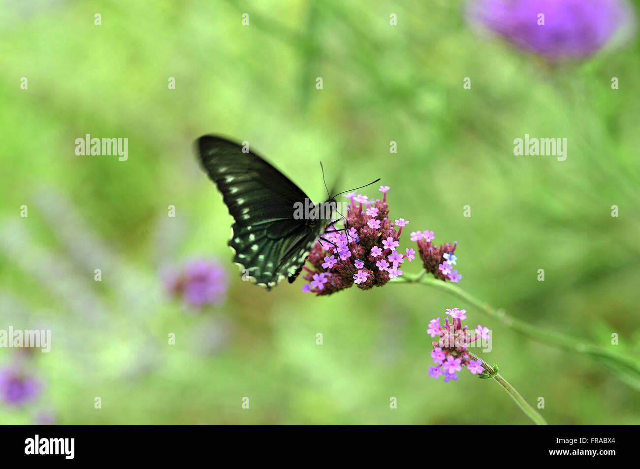 Schmetterling auf Lavendelblüten in Le Jardin - Lavendel-Park Stockfoto