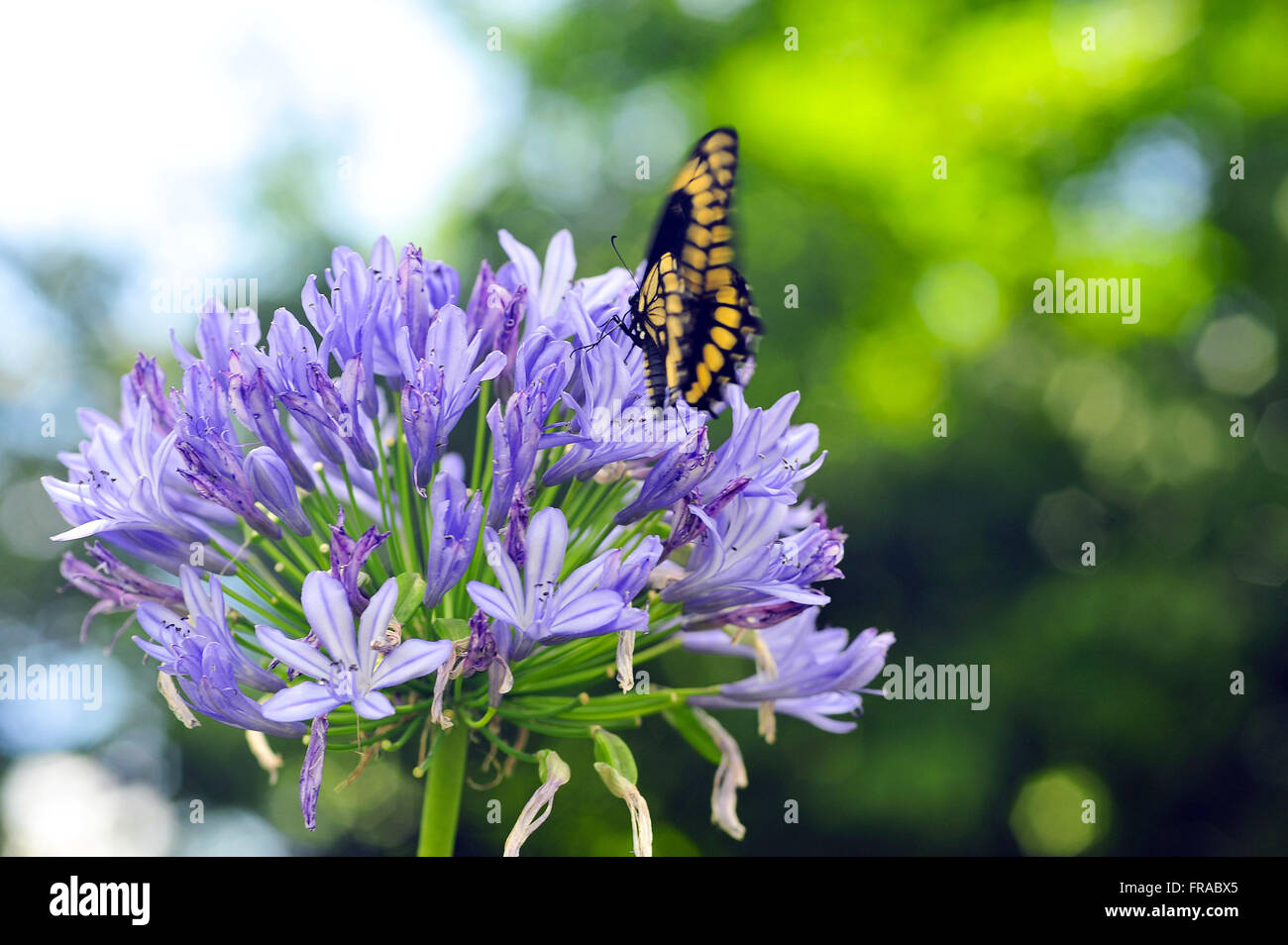 Schmetterling auf Lavendelblüten in Le Jardin - Lavendel-Park Stockfoto