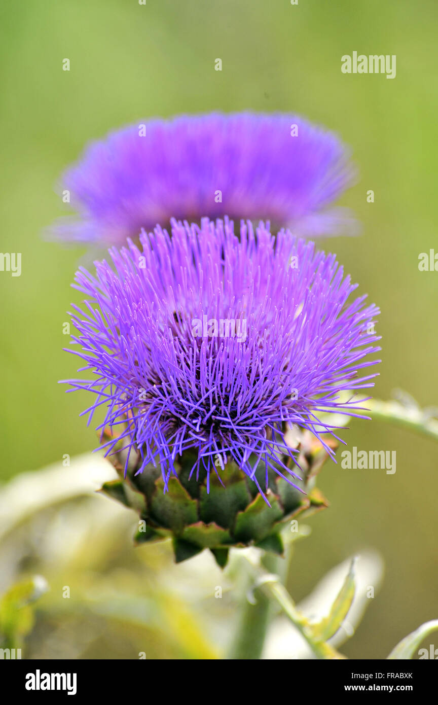 Blume-Detail auf der Wein-Industrie-Garten Stockfoto