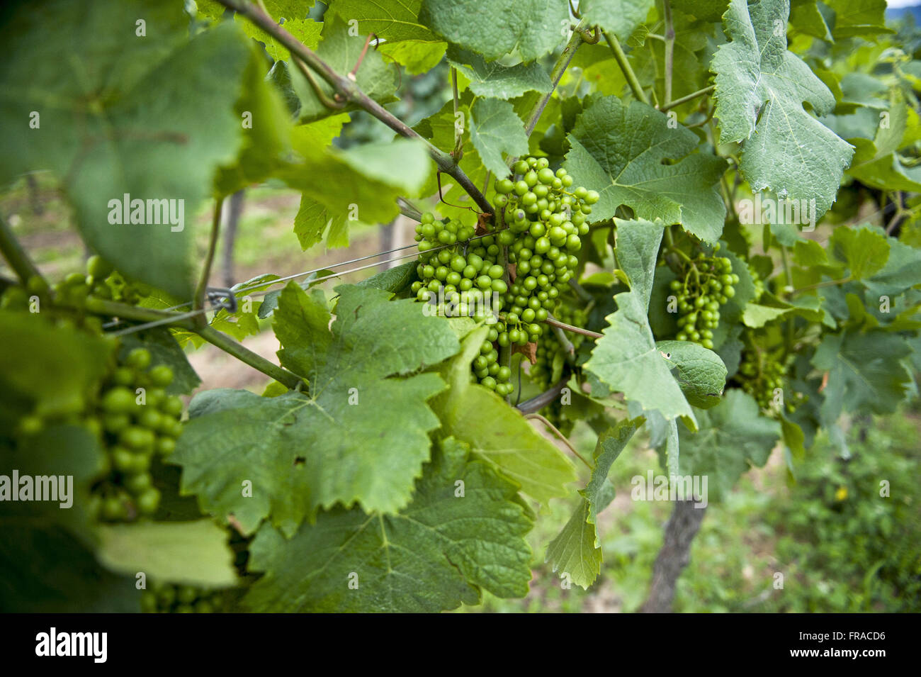 Weingut Il Mosnel in der Region Lombardei - Norditalien Stockfoto