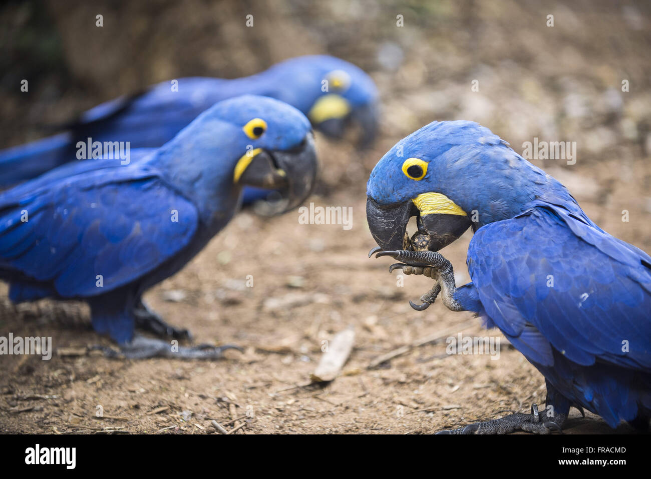 Aras-groß - Anodorhynchus Hyacinthinus - Vogelpark Stockfoto