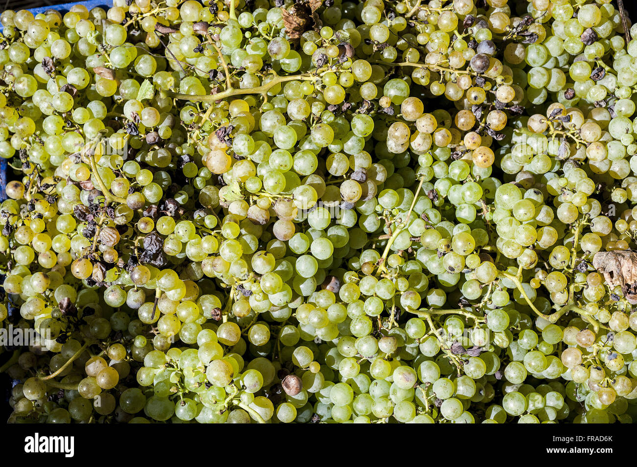 Traube Detailtyp Malvasia Candia aromatischer Wein Produktion Stockfoto