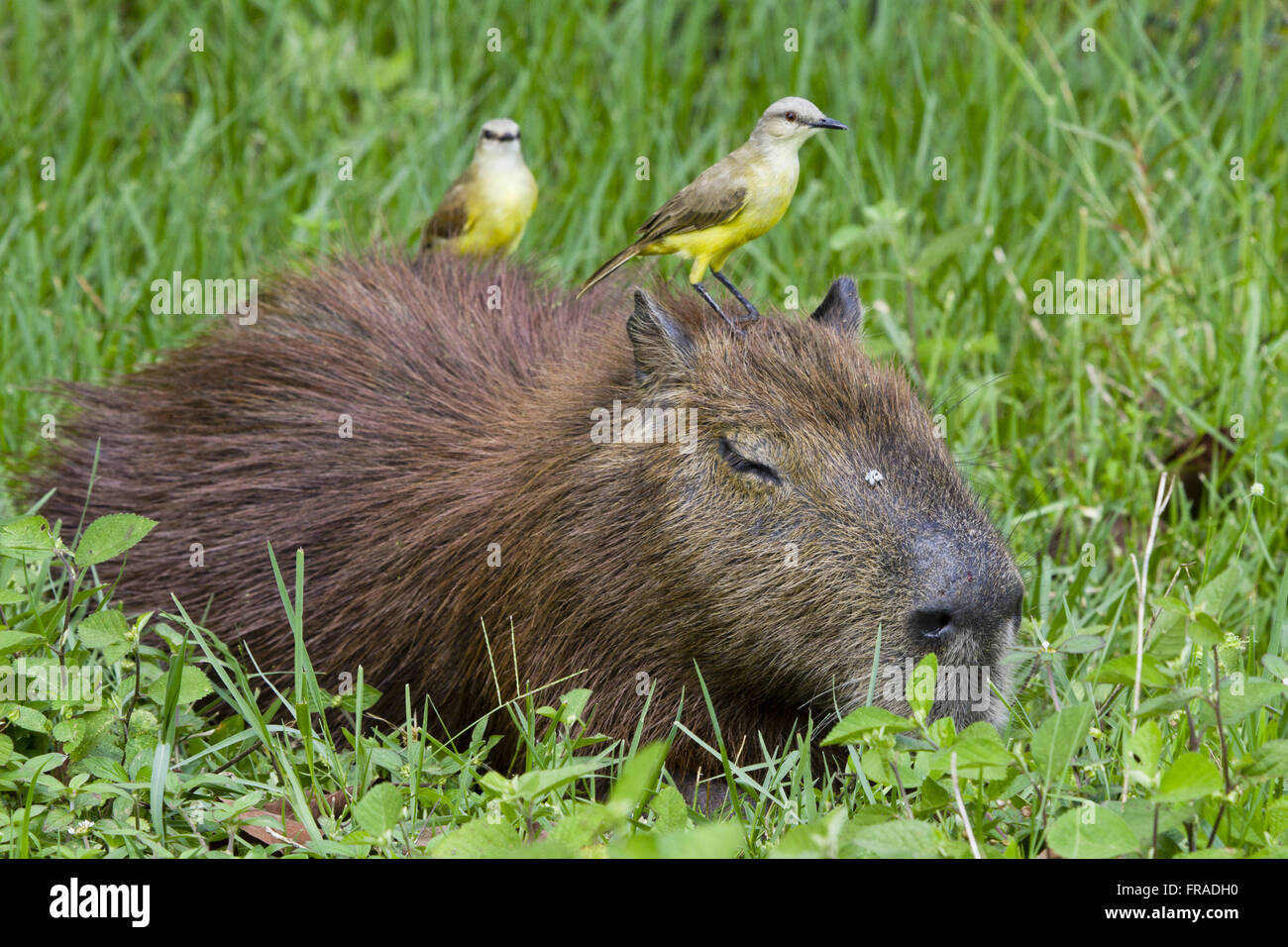 Capybara und Vögel Siriri-Ritter Stockfoto