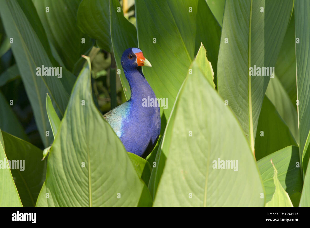 Huhn-der-Wasser-blau - Porphyrio Martinique - Arten von Zugvogel Stockfoto