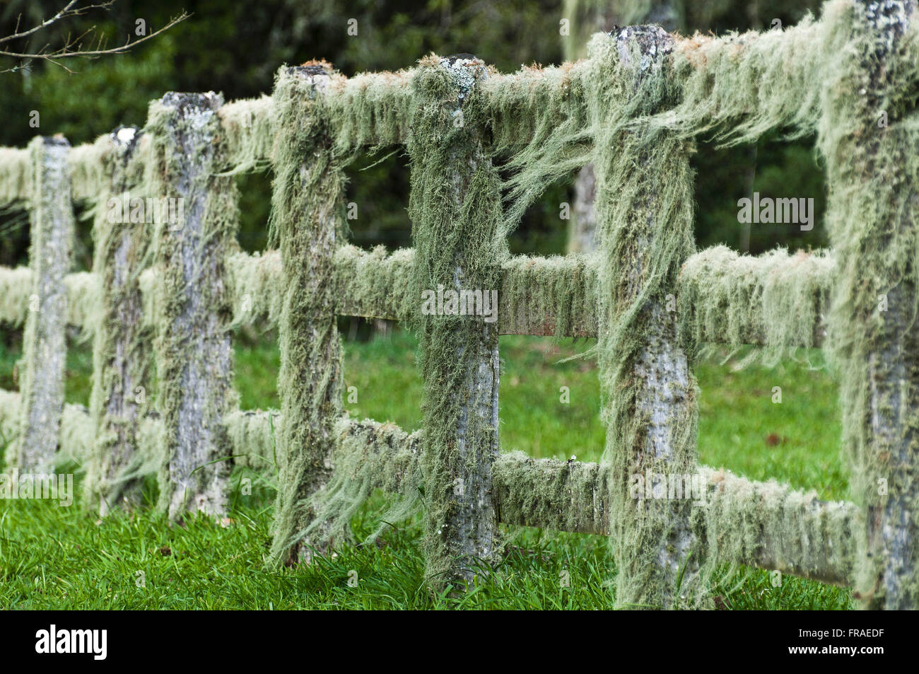 Einzelheiten mit spanischem Moos auf dem Lande Stockfoto