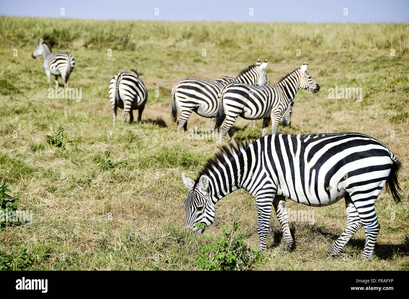 Zebras im Amboseli-Nationalpark Stockfoto