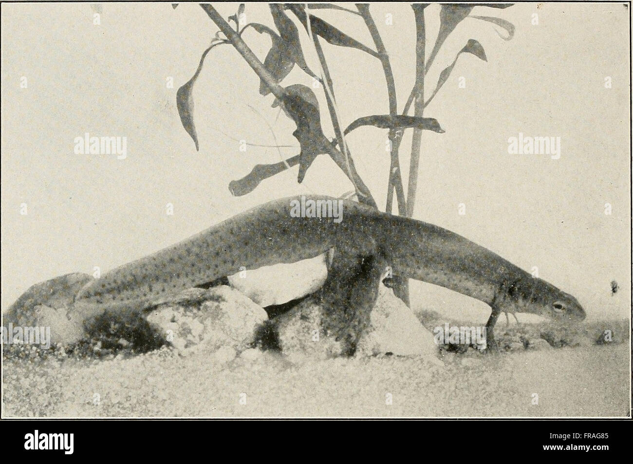 Diese Publikation aus dem Jahr 1916-1917 untersucht die vielfältigen Lebensformen in aquatischen Ökosystemen. Sie umfasst Meeres- und Süßwasserarten, ihre Lebensräume und die ökologische Dynamik aquatischer Lebensräume. Stockfoto