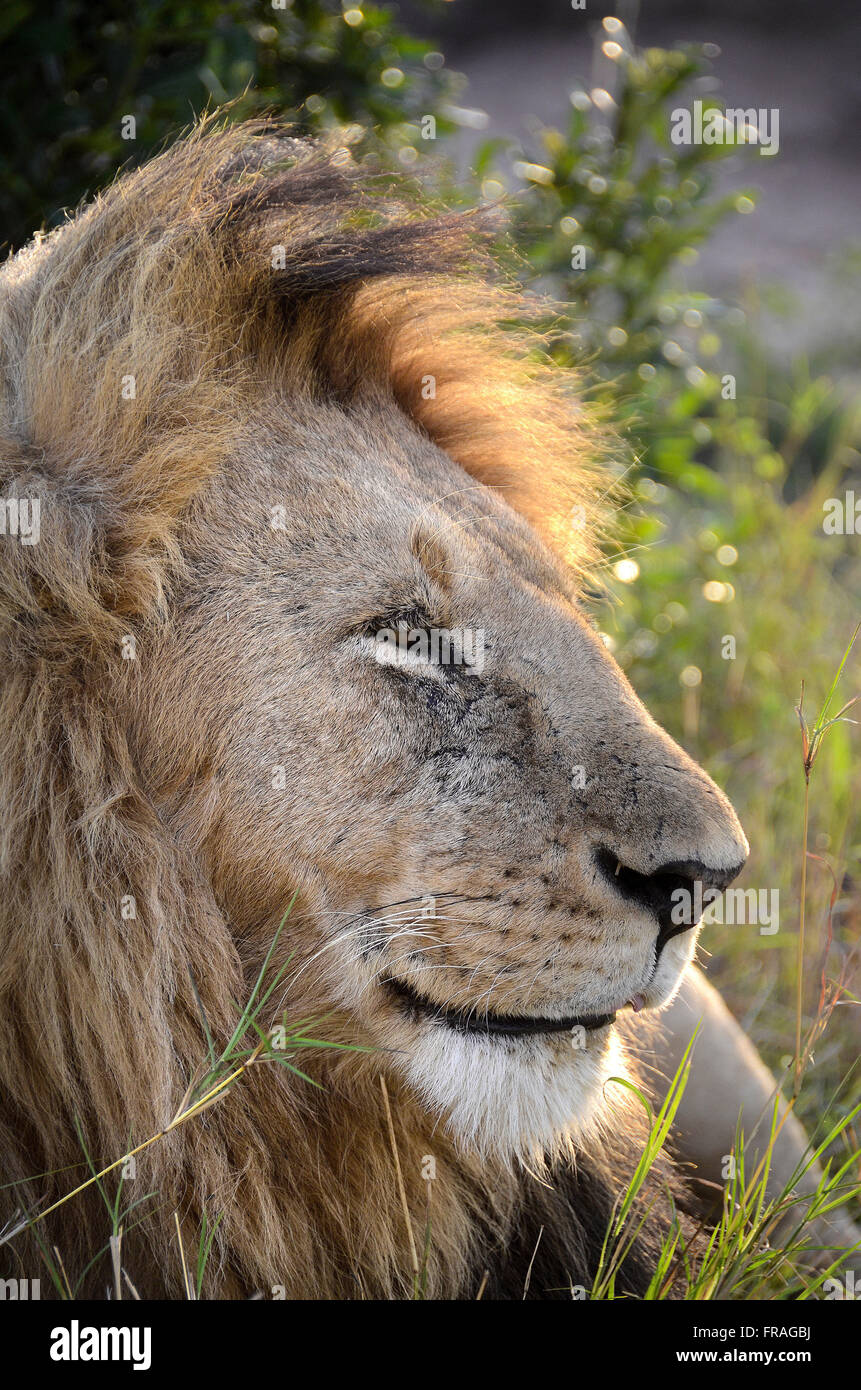 Löwen in Masai Mara National Reserve - Provinz Rift Valley Stockfoto