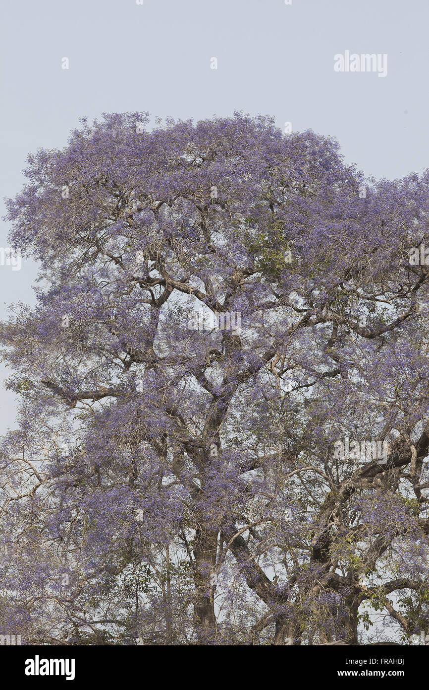 Taruma oder Tarumeiro Florida Baum - Baum-Symbol des Staates in Betracht gezogen Stockfoto