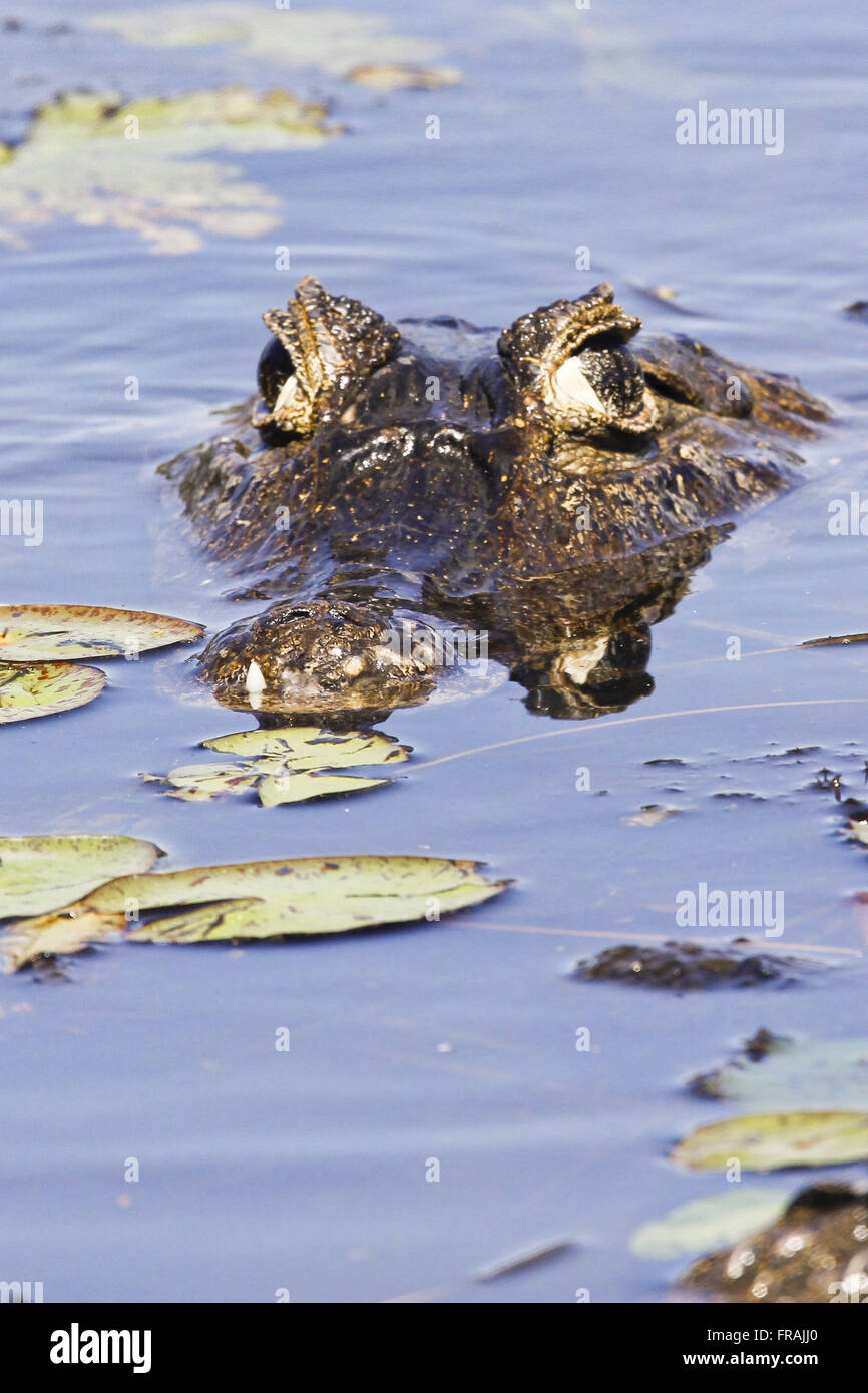 Jacare Marsh - Caiman Crocodilus yacare Stockfoto