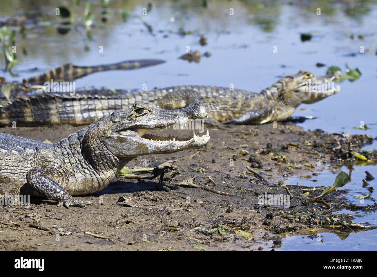 Alligatoren im Sumpf Seeufer - Caiman Crocodilus yacare Stockfoto