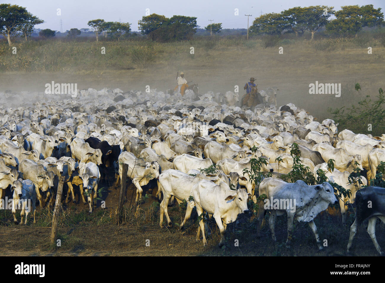 Cowboys sammeln und Treiben des Viehs in einem Bauernhof in der Pantanal-Park-Straße Stockfoto