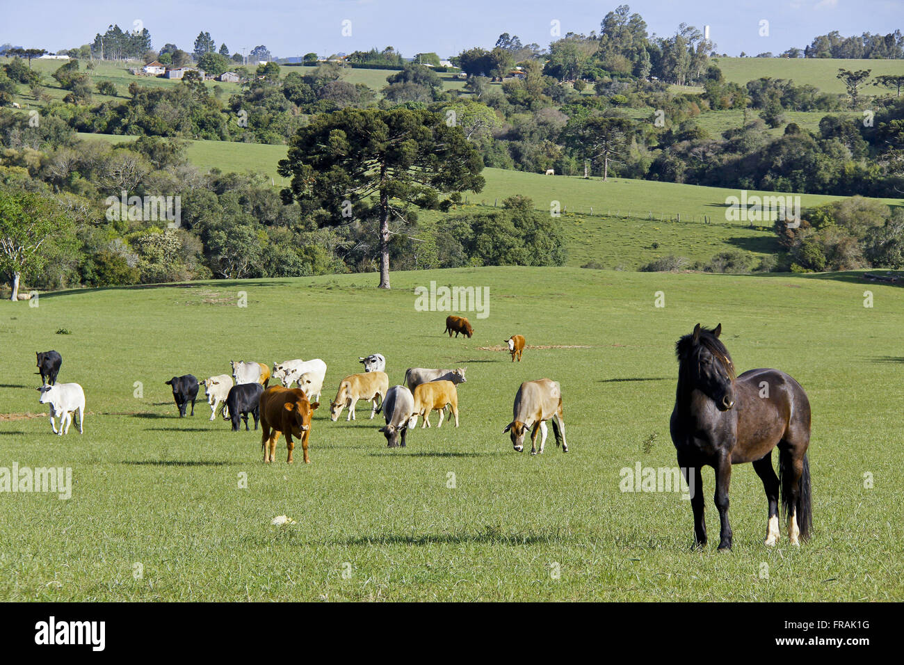 Umfangreiche Erstellung von gemischten Rinderfarm Stockfoto