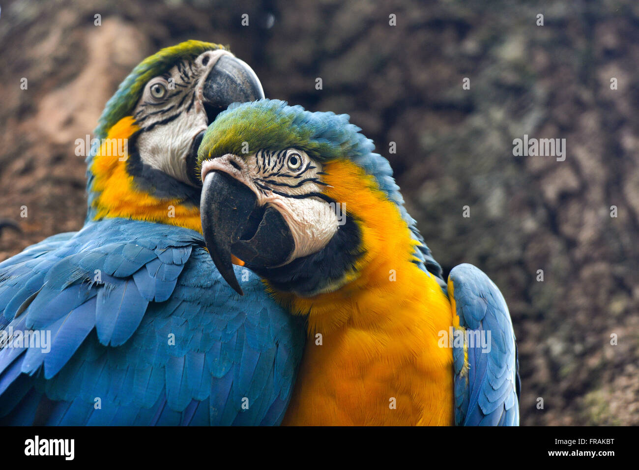Paar Ara Caninde im Vogelpark Stockfoto