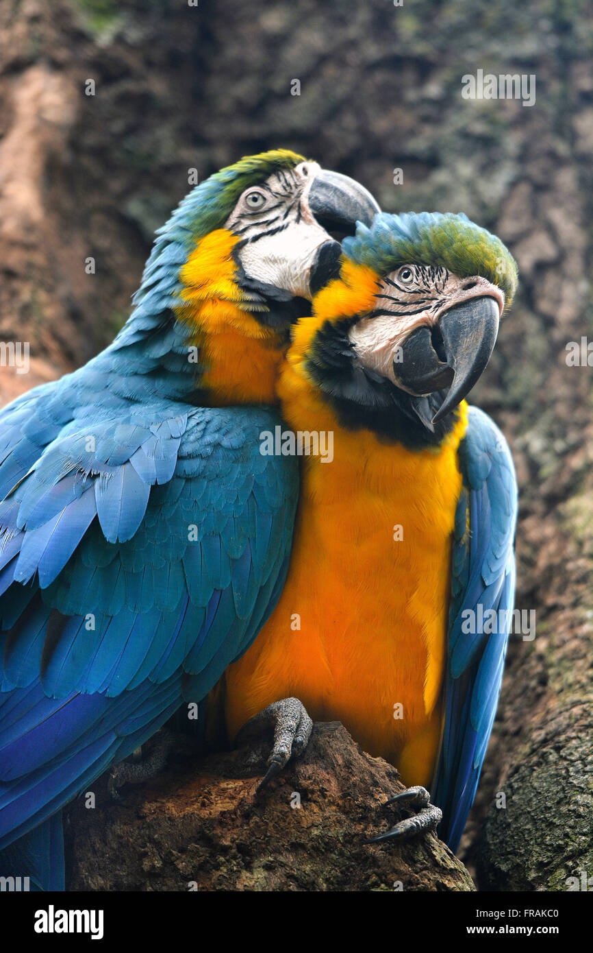 Paar Ara Caninde im Vogelpark Stockfoto